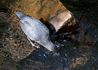 American Dipper 2426